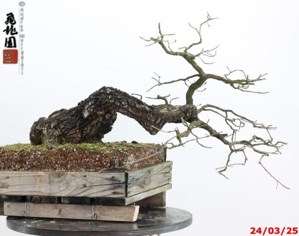 Quercus pubescens - immagine 9