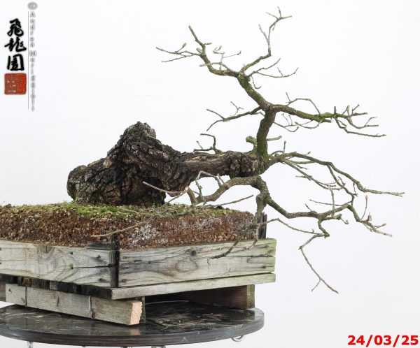 Quercus pubescens - immagine 13