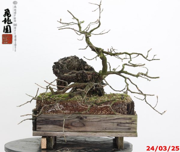 Quercus pubescens - immagine 10