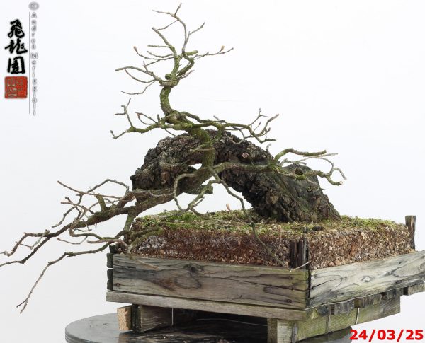 Quercus pubescens - immagine 11