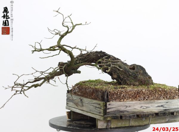 Quercus pubescens - immagine 12