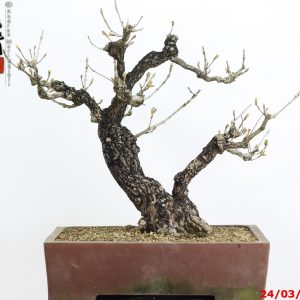 Quercus dentata