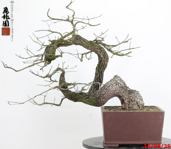 Quercus pubescens