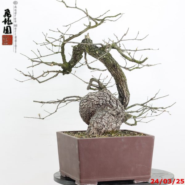 Quercus pubescens - Image 4