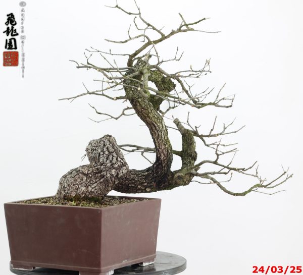 Quercus pubescens - Image 5