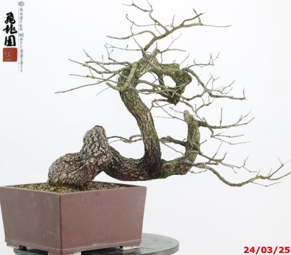 Quercus pubescens - Image 6