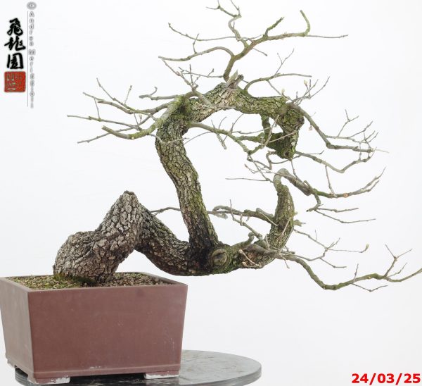 Quercus pubescens - Image 7