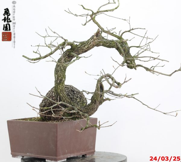Quercus pubescens - Image 9
