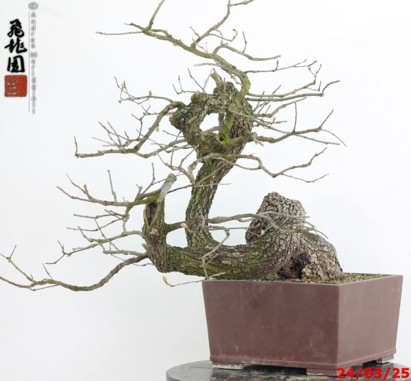 Quercus pubescens - Image 12