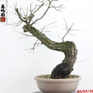 Quercus cerris