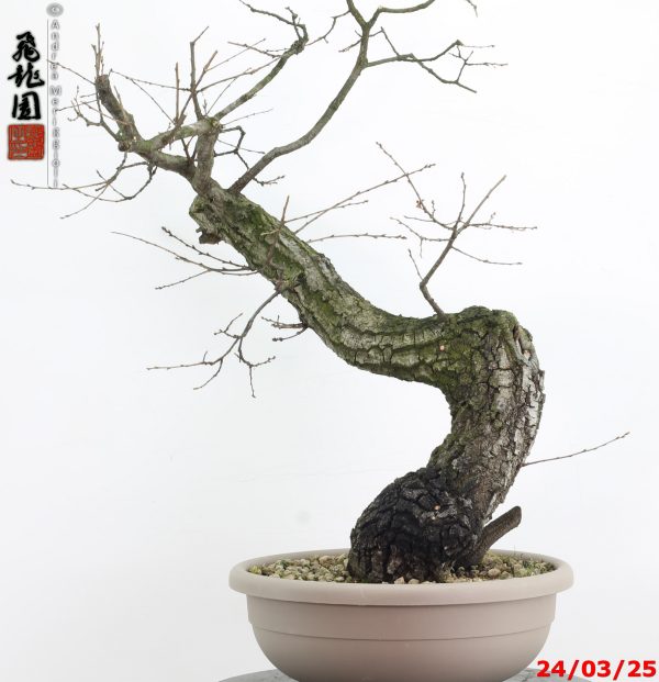 Quercus cerris - immagine 2