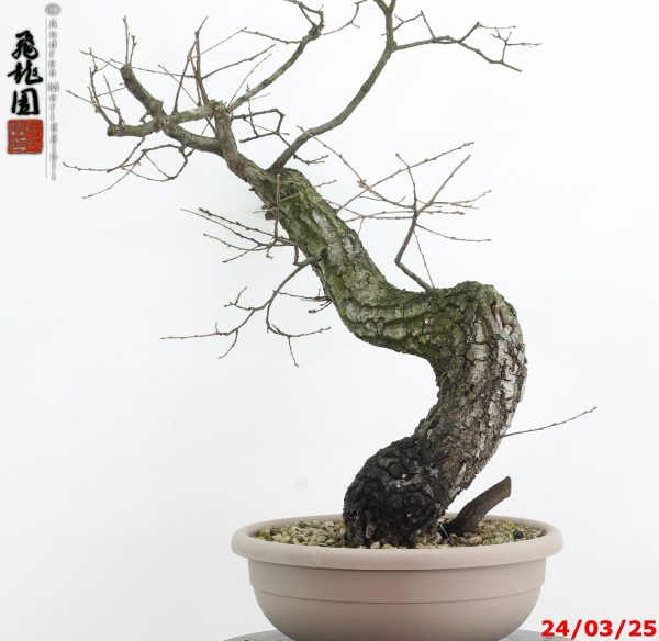 Quercus cerris - immagine 3