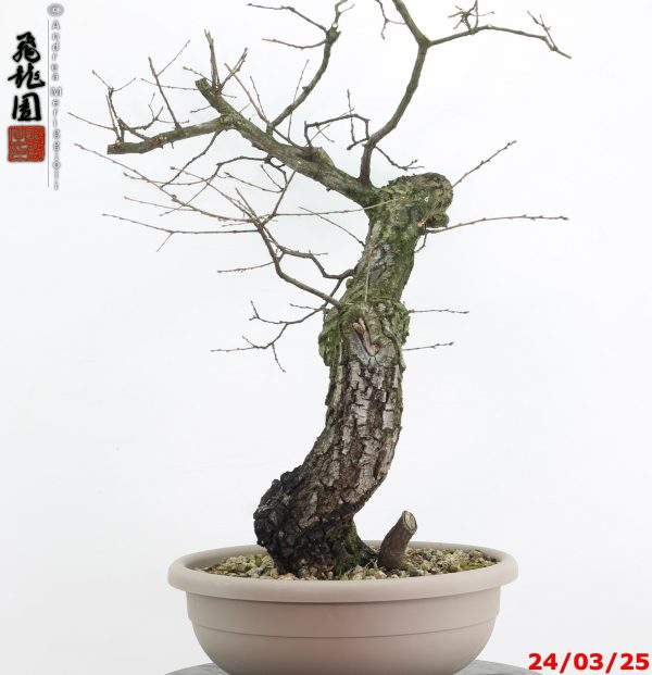 Quercus cerris - immagine 4