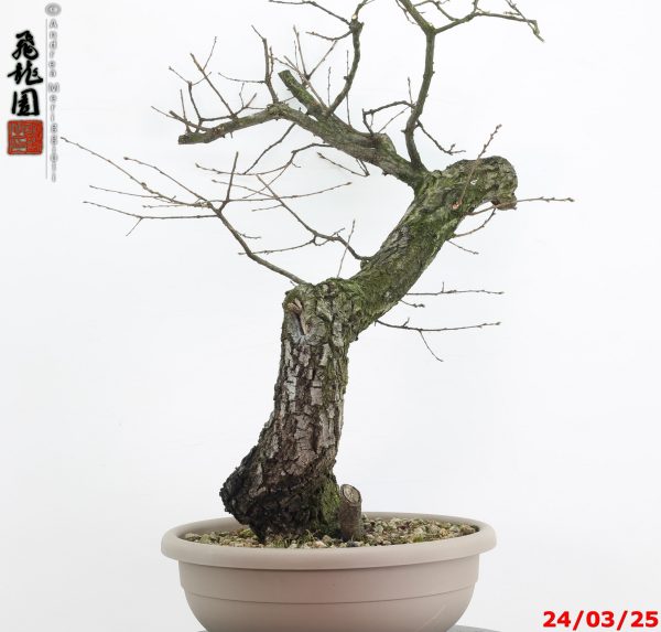 Quercus cerris - immagine 5