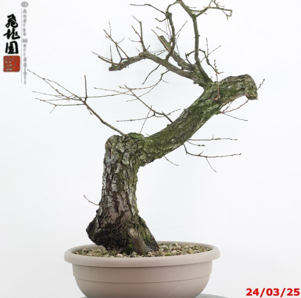 Quercus cerris - immagine 6