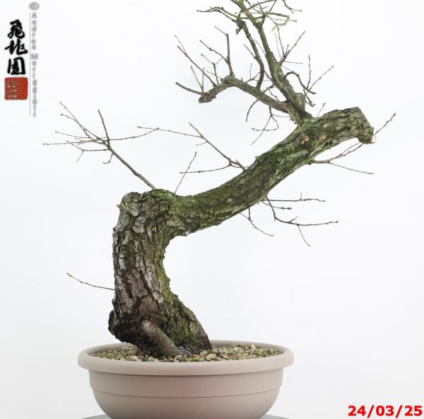 Quercus cerris - immagine 7