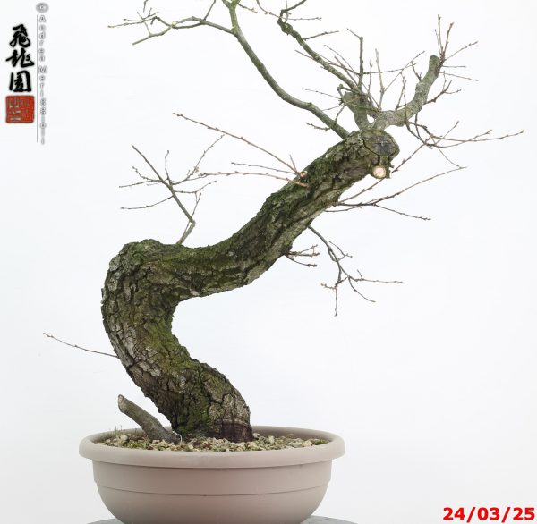 Quercus cerris - immagine 8