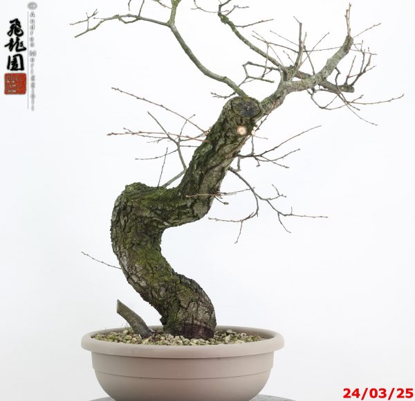 Quercus cerris - immagine 9