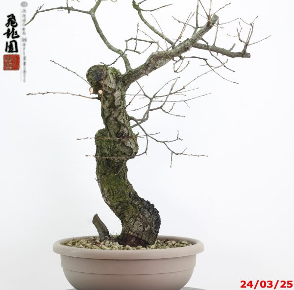 Quercus cerris - immagine 10