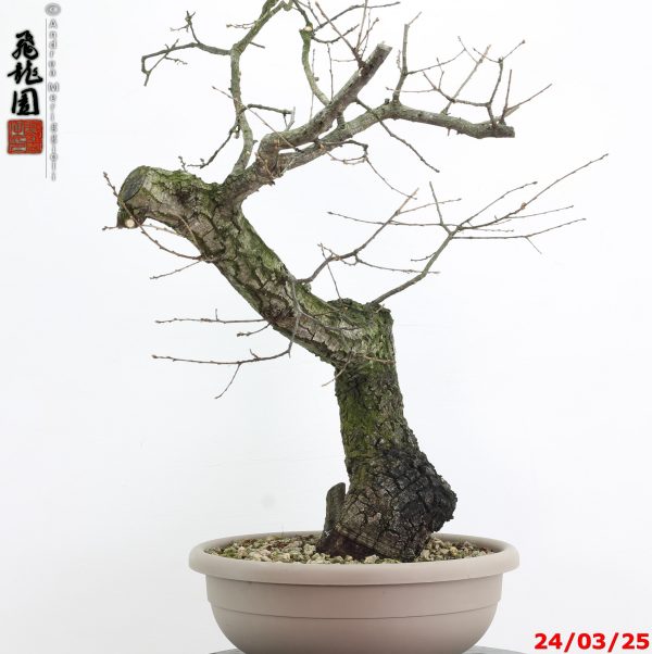 Quercus cerris - immagine 11