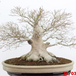 Acer Palmatum