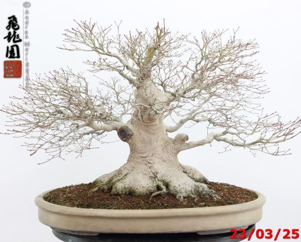 Acer Palmatum