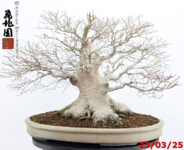 Acer Palmatum - Image 2