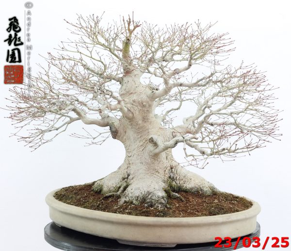 Acer Palmatum - Image 3