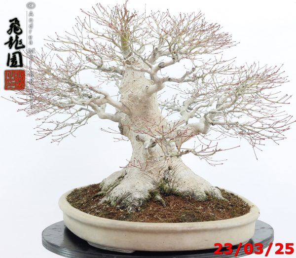 Acer Palmatum - Image 4