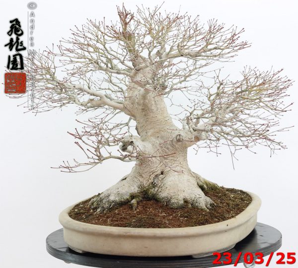 Acer Palmatum - Image 5