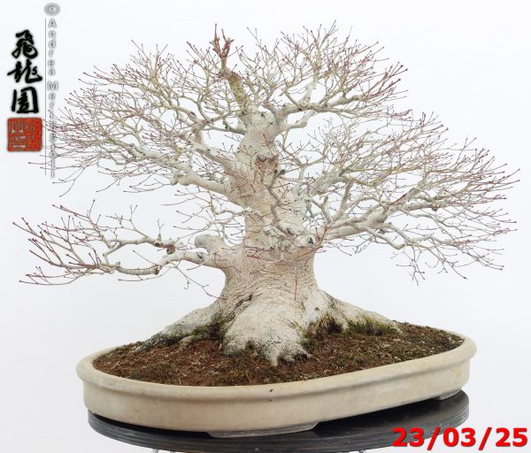 Acer Palmatum - Image 6