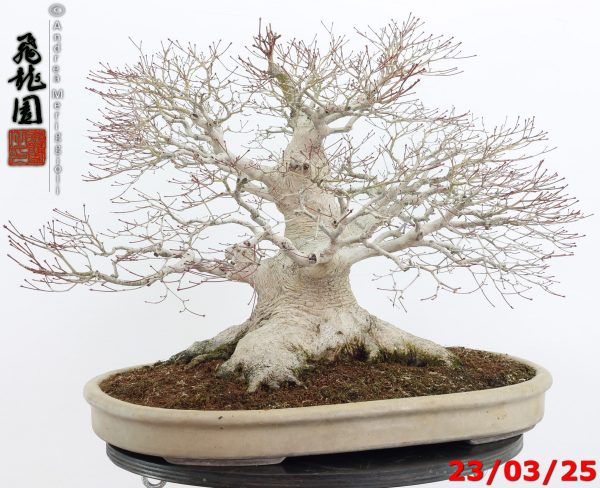 Acer Palmatum - Image 7