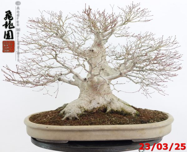 Acer Palmatum - Image 8