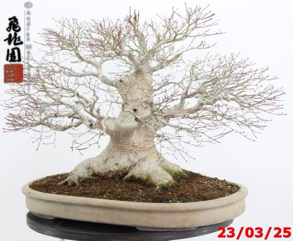 Acer Palmatum - Image 9