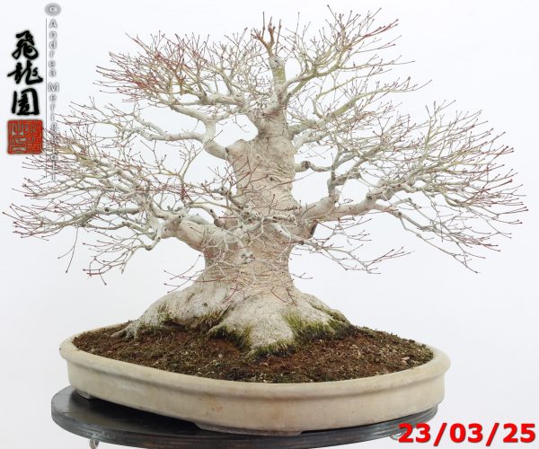 Acer Palmatum - Image 10