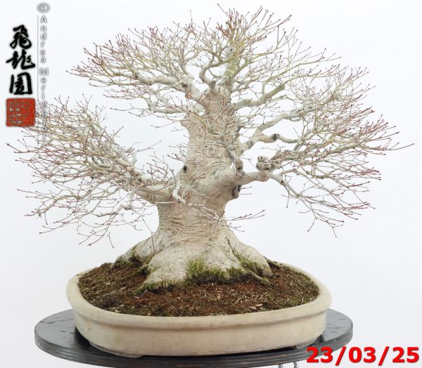Acer Palmatum - Image 11