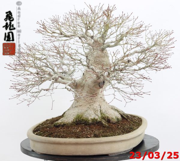 Acer Palmatum - Image 12