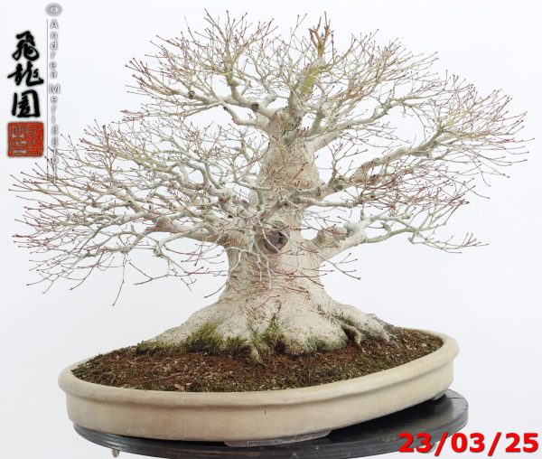 Acer Palmatum - Image 13