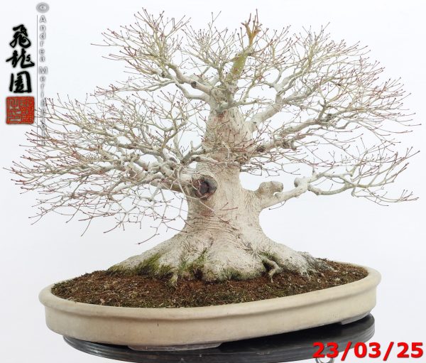 Acer Palmatum - Image 14
