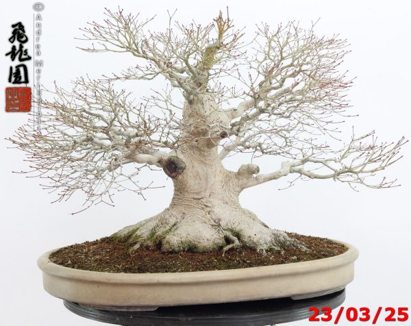 Acer Palmatum - Image 15