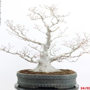 Acer palmatum