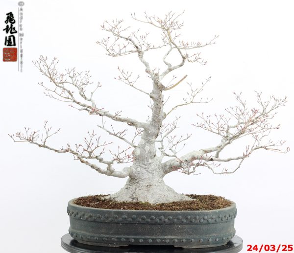 Acer palmatum