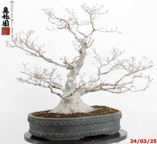 Acer palmatum - immagine 2