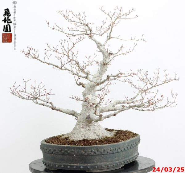 Acer palmatum - immagine 3