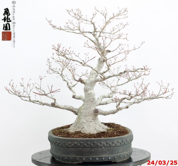 Acer palmatum - immagine 4