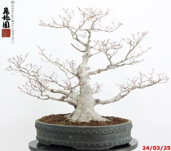 Acer palmatum - immagine 5