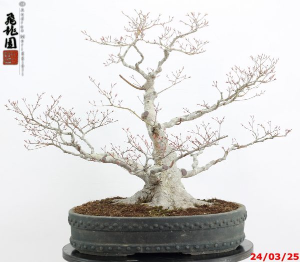 Acer palmatum - immagine 6