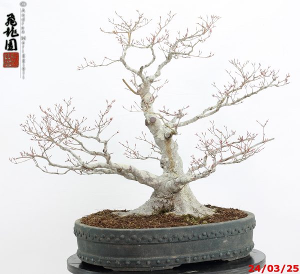 Acer palmatum - immagine 7