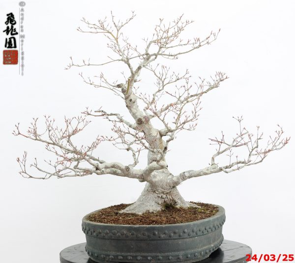 Acer palmatum - immagine 8