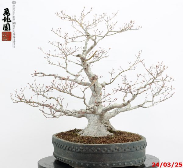 Acer palmatum - immagine 9